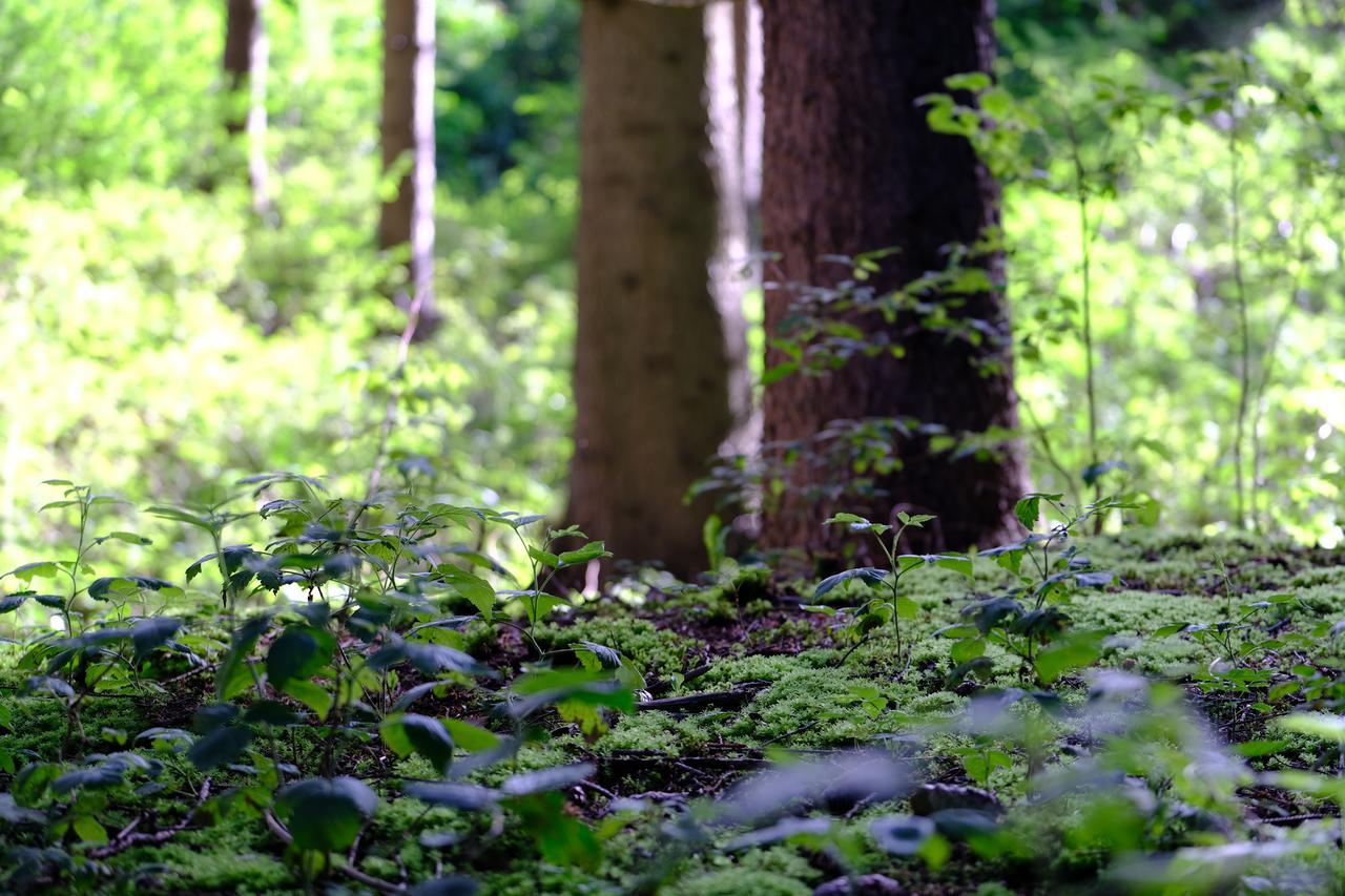 Frida Am Wald 3*